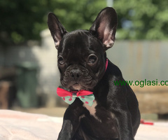Francuski Buldog