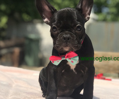 Francuski Buldog