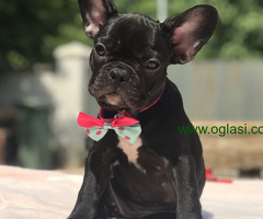 Francuski Buldog