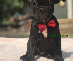 Francuski Buldog