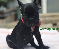 Francuski Buldog - 6