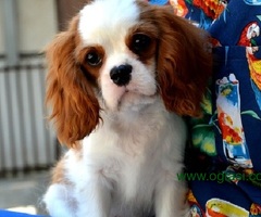 Stenci Cavaliera King Charles španijela