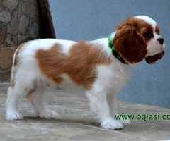 Stenci Cavaliera King Charles španijela