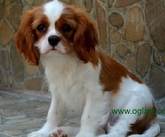 Stenci Cavaliera King Charles španijela