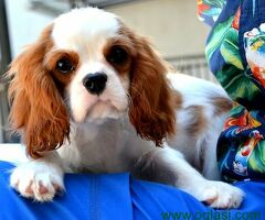 Stenci Cavaliera King Charles španijela