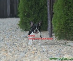 Francuski Buldog