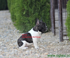 Francuski Buldog