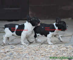 Francuski Buldog
