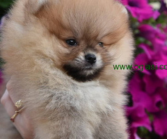 Pomeranac Boo štenci vrhunskog kvaliteta