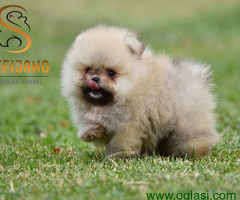 Pomeranac Boo štenci vrhunskog kvaliteta