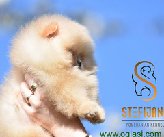 Pomeranac Boo štenci vrhunskog kvaliteta - 6