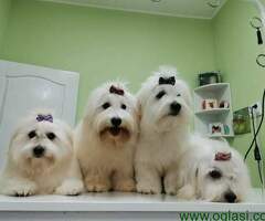 Coton de tulear štenci i odrasli