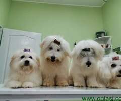Coton de tulear štenci i odrasli