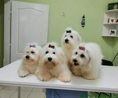 Coton de tulear štenci i odrasli