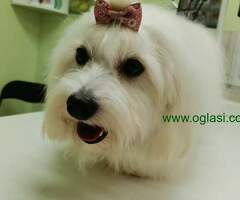 Coton de tulear štenci i odrasli