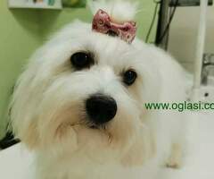 Coton de tulear štenci i odrasli - 6