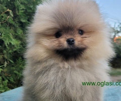 Pomeranski špic mini