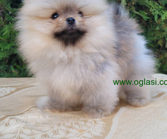 Pomeranski špic mini