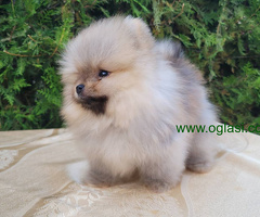 Pomeranski špic mini