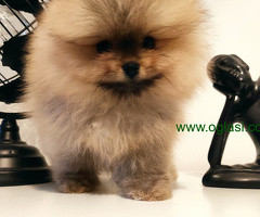 Pomeranski špic mini
