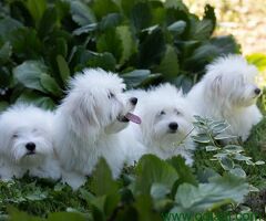 Coton de Tulear