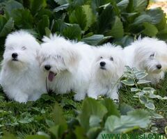 Coton de Tulear