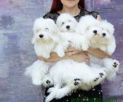 Coton de Tulear
