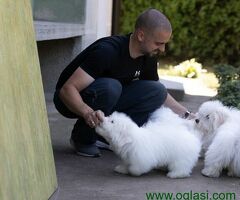 Coton de Tulear