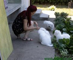 Coton de Tulear - 6