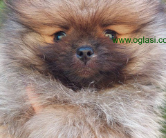 Pomeranac medvedići
