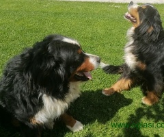 Bernski planinski pas, štenci - 6