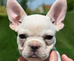 Francuski buldog štenci - 6