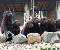 Labrador Retriver štenci, čokoladni