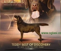 Labrador Retriver štenci, čokoladni