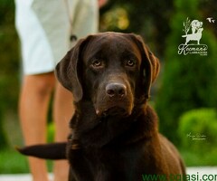 Labrador Retriver štenci, čokoladni