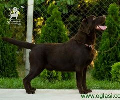 Labrador Retriver štenci, čokoladni