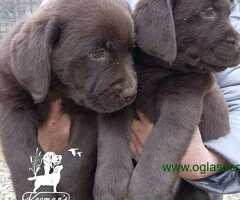 Labrador Retriver štenci, čokoladni