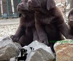 Labrador Retriver štenci, čokoladni - 6