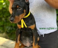 Doberman štenci