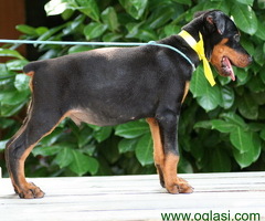 Doberman štenci