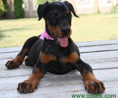 Doberman štenci
