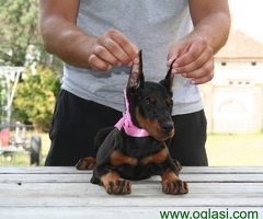 Doberman štenci