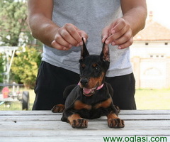 Doberman štenci