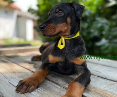Doberman štenci - 6