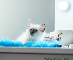 Ragdoll i Sveta Birma mačići