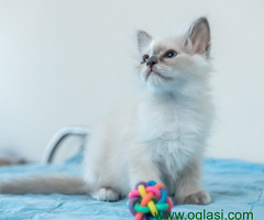 Ragdoll i Sveta Birma mačići