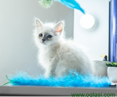 Ragdoll i Sveta Birma mačići - 6