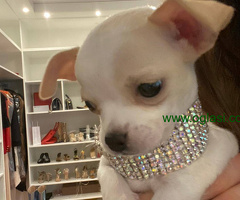 Mini princess Chihuahue.