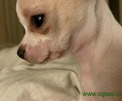 Mini princess Chihuahue.