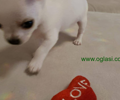 Mini princess Chihuahue.